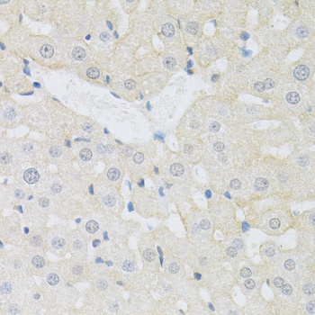 SLC3A2 Antibody