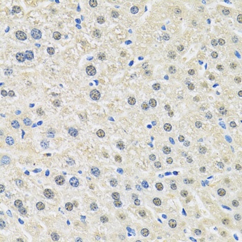 SLC3A2 Antibody