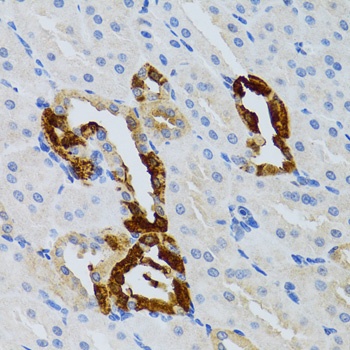 GRB2 Antibody