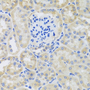 BNIP3 Antibody