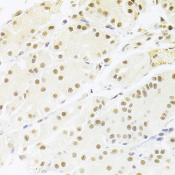 RBPJ Antibody