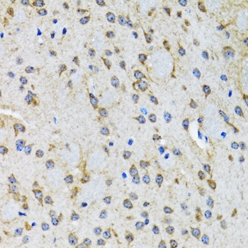 HTR2B Antibody