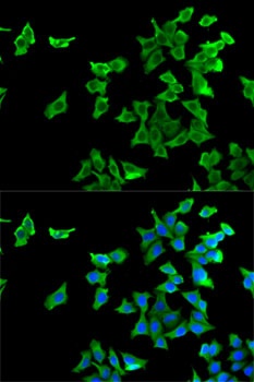 HTR2B Antibody