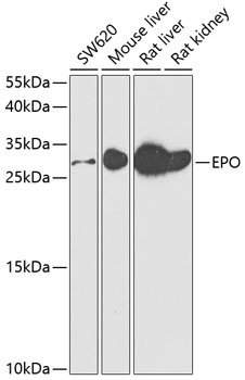 EPO Antibody