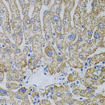 EPO Antibody
