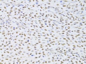 FKBP4 Antibody