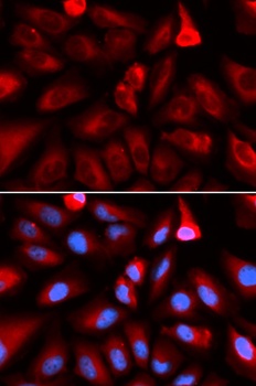 FKBP4 Antibody