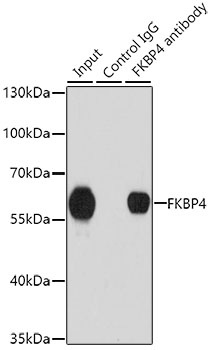 FKBP4 Antibody
