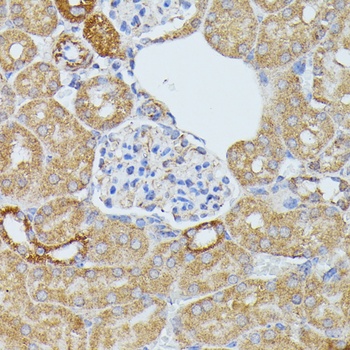 ECE1 Antibody