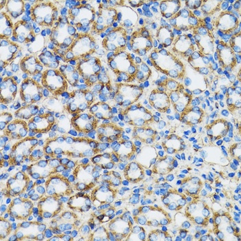 CTNNA1 Antibody