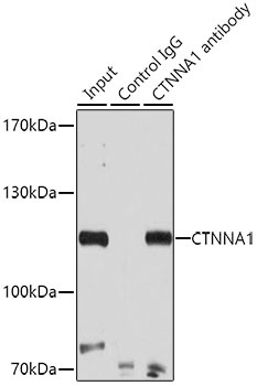 CTNNA1 Antibody