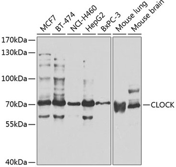CLOCK Antibody