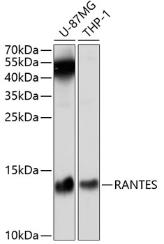 RANTES Antibody