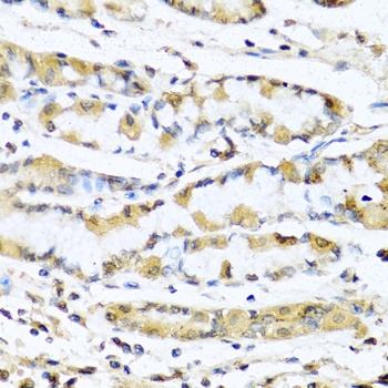 GNRH1 Antibody