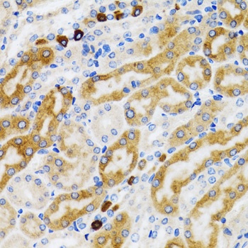 PGRMC1 Antibody