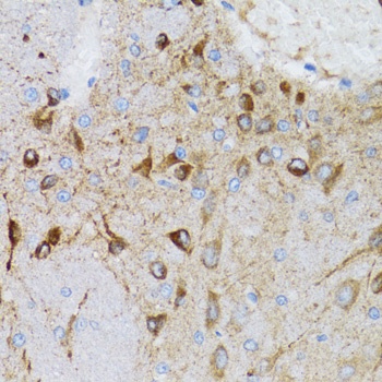 PGRMC1 Antibody