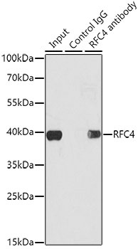 PGRMC1 Antibody