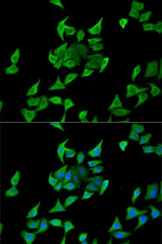 HPX Antibody