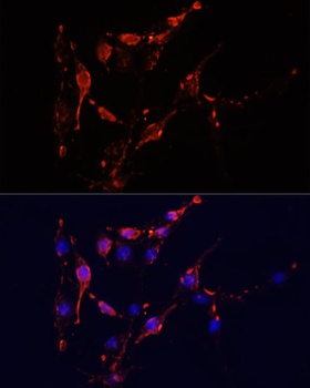 ICAM1 Antibody