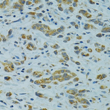 STX1A Antibody