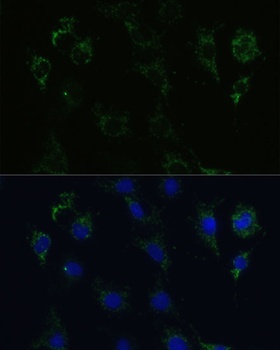 STX1A Antibody