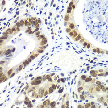 RNF2 Antibody