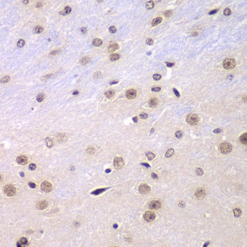 RNF2 Antibody