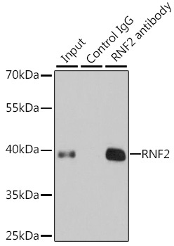 RNF2 Antibody