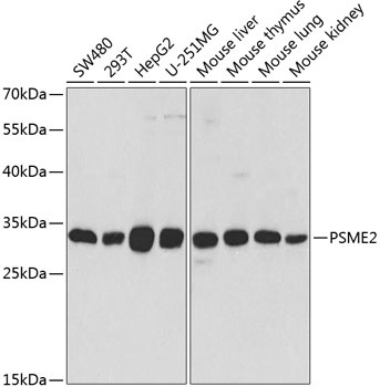 PSME2 Antibody
