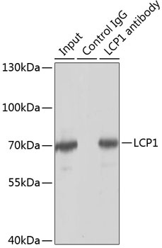 LCP1 Antibody