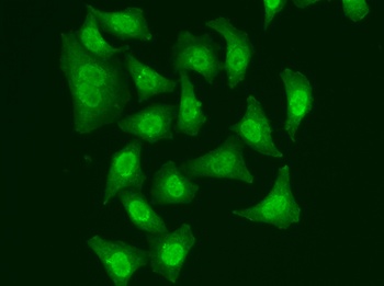 CDC5L Antibody