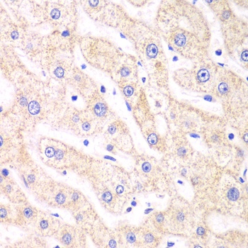 PSMF1 Antibody