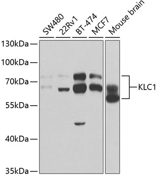 KLC1 Antibody