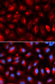 KLC1 Antibody