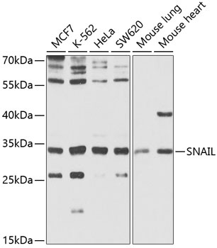 SNAI1 Antibody
