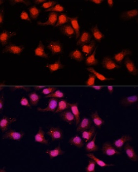 PRDM14 Antibody