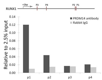 PRDM14 Antibody