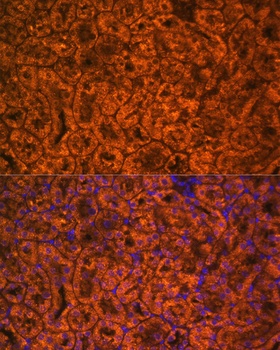 SCNN1A Antibody