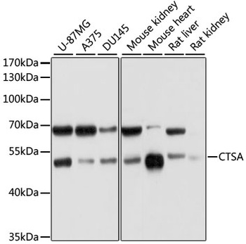 CTSA Antibody