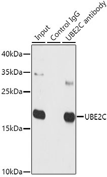 UBE2C Antibody