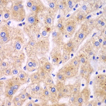 TXNRD2 Antibody