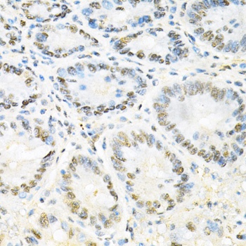 SNRPE Antibody