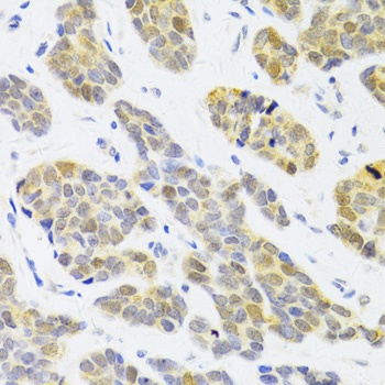 RFC4 Antibody