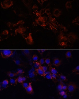 RFC4 Antibody