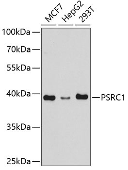 PSRC1 Antibody