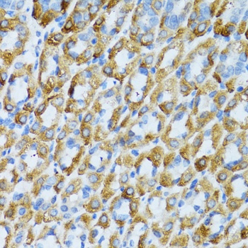 PSRC1 Antibody
