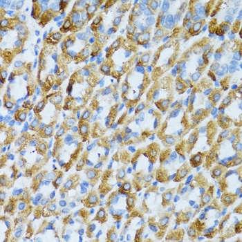 PSRC1 Antibody