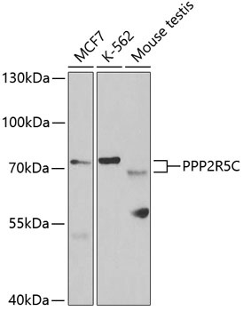 PPP2R5C Antibody