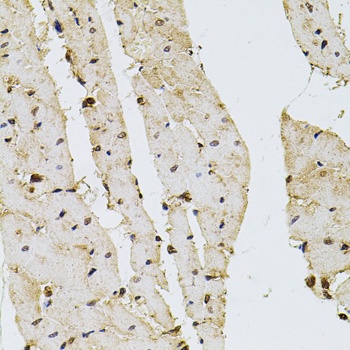 PPP2R5C Antibody