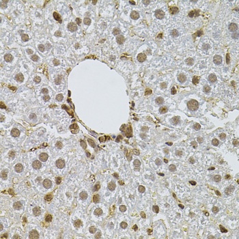 PPP2R5C Antibody
